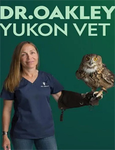 没有电影的电影节